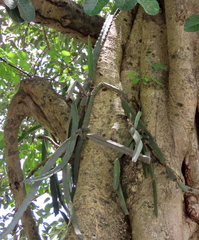 Selenicereus ocamponis