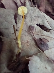 Mycena crocea