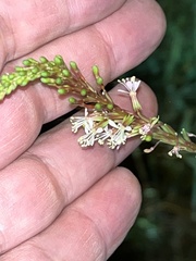 Oenothera curtiflora