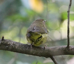 Oporornis agilis