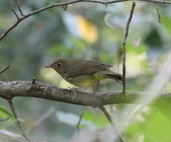 Oporornis agilis