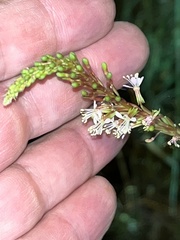 Oenothera curtiflora