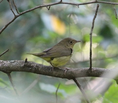 Oporornis agilis