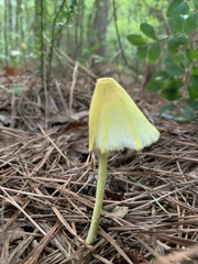 Leucocoprinus fragilissimus
