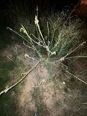 Oenothera curtiflora