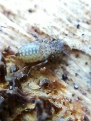 Ectopsocidae