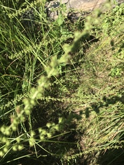Agrimonia parviflora
