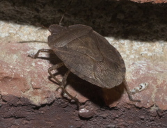 Menecles insertus