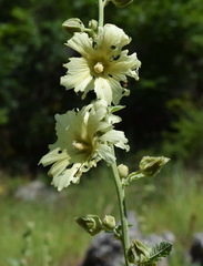 Alcea rugosa