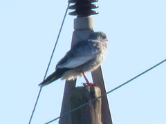 Melierax canorus canorus