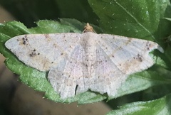 Psamatodes abydata