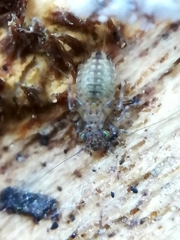 Ectopsocidae