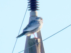 Melierax canorus canorus