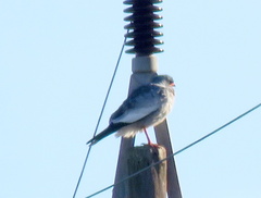 Melierax canorus canorus