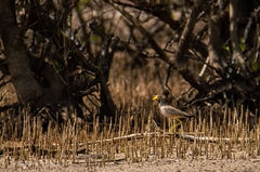 Vanellus senegallus senegallus
