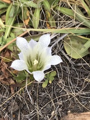 Gentiana newberryi tiogana