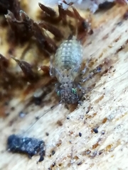 Ectopsocidae
