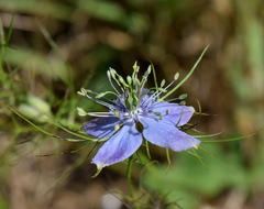 Nigella elata