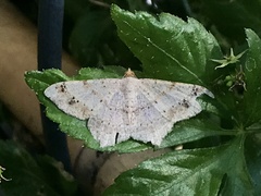Psamatodes abydata