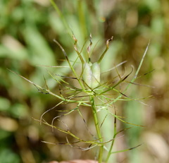 Nigella elata