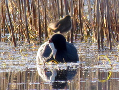 Fulica cristata