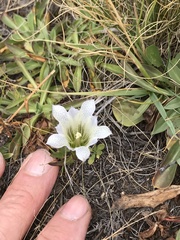 Gentiana newberryi tiogana