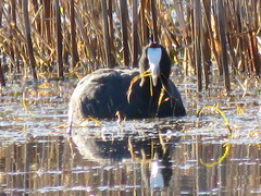 Fulica cristata
