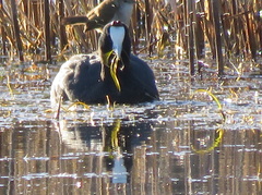 Fulica cristata