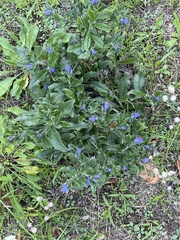 Echium vulgare
