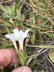 Gentiana newberryi tiogana