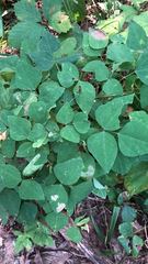 Amphicarpaea bracteata