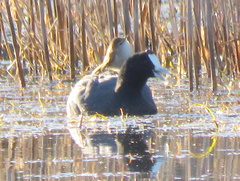 Fulica cristata