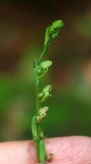 Peristylus aristatus