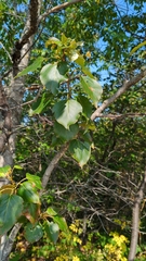 Populus balsamifera