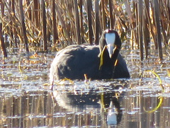 Fulica cristata