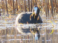Fulica cristata