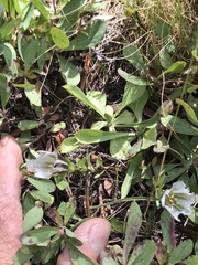 Gentiana newberryi tiogana