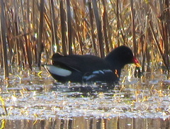 Gallinula chloropus meridionalis