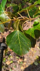 Populus balsamifera