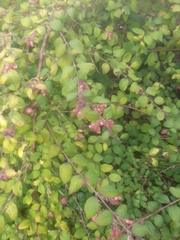 Symphoricarpos orbiculatus
