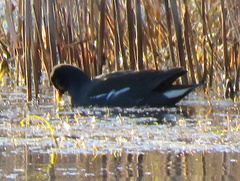 Gallinula chloropus meridionalis