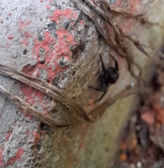 Carrhotus viduus