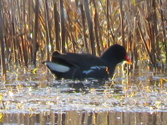 Gallinula chloropus meridionalis