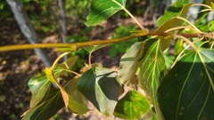 Populus balsamifera