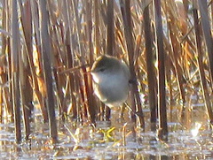 Acrocephalus gracilirostris gracilirostris