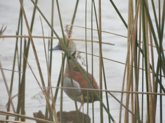 Callonetta leucophrys