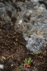 Micranthes ferruginea