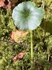 Umbilicus rupestris