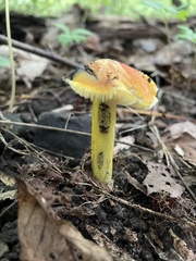 Hygrocybe conica