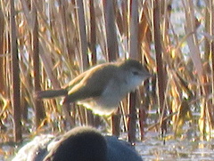 Acrocephalus gracilirostris gracilirostris